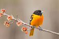 Icterus galbula
