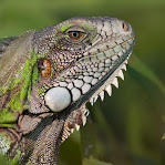 Iguana iguana