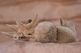 Vulpes zerda