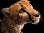 Acinonyx jubatus