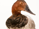 Aythya valisineria