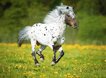 حصان القزم الأرجنتيني