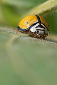 Coccinellidae