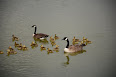 Branta canadensis