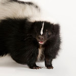 Skunk