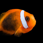 Amphiprioninae