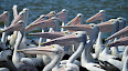 Pelecanus