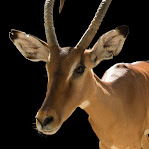 Aepyceros melampus