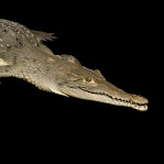 Crocodylus acutus