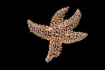 Asteroidea