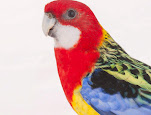 Psittaciformes