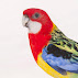 Psittaciformes