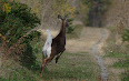 Odocoileus virginianus