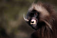 Theropithecus gelada