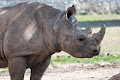 وحيد القرن الأسود - جيو عربي