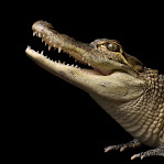 Alligator mississippiensis