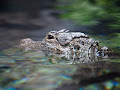 تمساح النيل - جيو عربي
