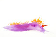 Nudibranchia