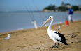 Pelecanus