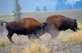 Bison bison
