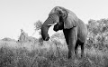 فيل أفريقي - جيو عربي
