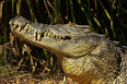 Crocodylus porosus