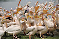 Pelecanus