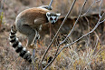 Lemur catta