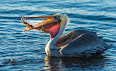 Pelecanus