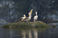 Pelecanus