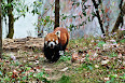 Ailurus fulgens