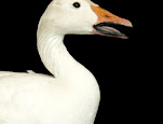 Anser caerulescens