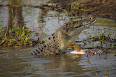 Crocodylus porosus