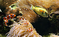 سمكة المهرج - جيو عربي