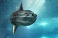 Mola mola