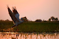 Pelecanus
