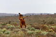 Macropus rufus