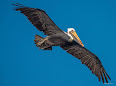 Pelecanus