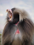 Theropithecus gelada