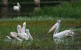 Pelecanus