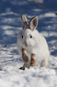 Lepus americanus