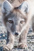 Vulpes lagopus