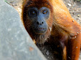 Alouatta