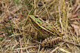 Lithobates pipiens