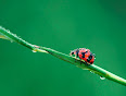 Coccinellidae