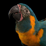 Macaw