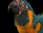 Psittacidae