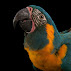Psittacidae