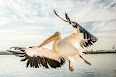 Pelecanus