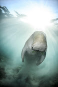 Dugong dugon